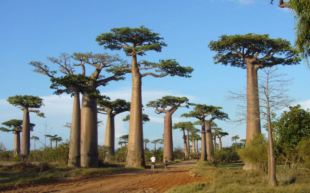 foresta-di-baobab-madagascar