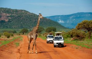 Il Kenya: terra di safari e spiagge